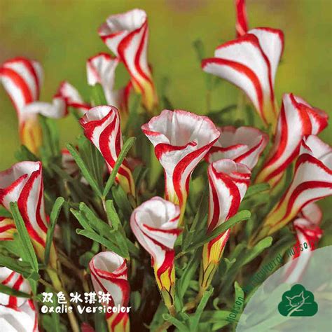 酢浆草盆栽双色冰淇淋 Oxalis versicolor冰激凌现货秋植阳台庭院 虎窝淘