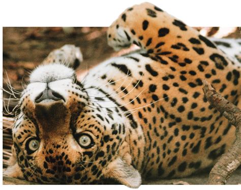 Animal Que Terminam Com Ão - Animal com O - Lista de nomes de animais que começam com a letra O