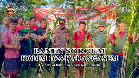 Panen Sorgum Kodim Karangasem Sorgum Youtube