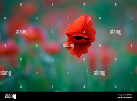 Poppy field france hi-res stock photography and images - Alamy