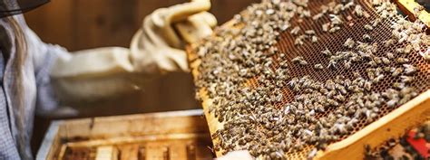 How To Become A Beekeeper