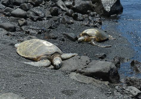 Visiting Punalu’u Black Sand Beach (PHOTOS Included!) – TravelPeri