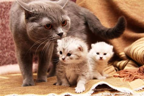Признаки беременности у кошек