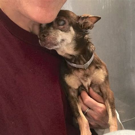 14 Year Old Blind Dog Is Thankful For Her Adoption Pawsocute