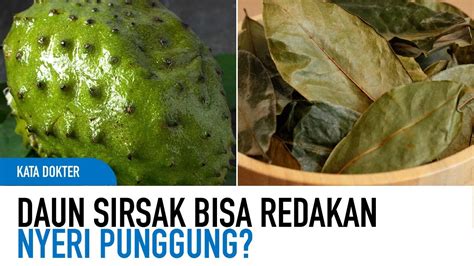 Buah Dan Daun Sirsak Dahsyat Mengatasi Berbagai Macam Penyakit Kata Dokter Youtube