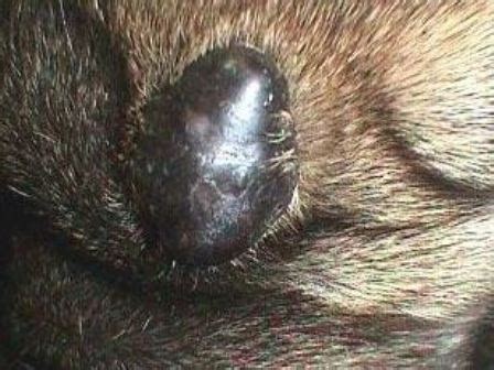 Sebaceous Cyst Dog Paw