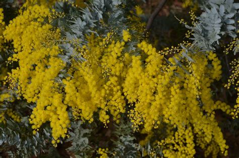 Cootamundra Wattle | Acacia baileyana - Native Plant Project