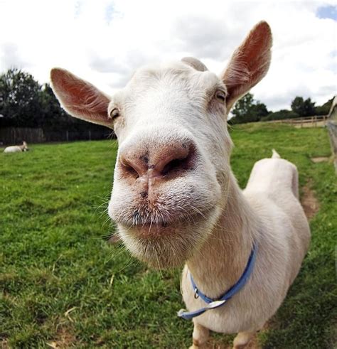 List 101+ Pictures Funny Pictures Of Goats Completed