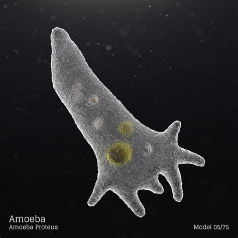 Ameba Proteus Al Microscopio