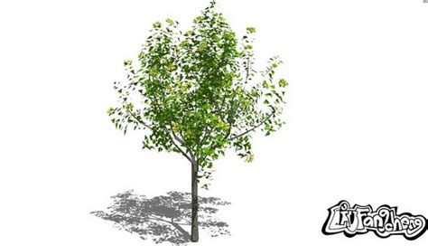 Sketchup Components 3d Warehouse 3d Tree Yellow And Green Tree