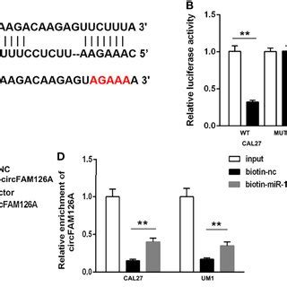 CircFAM126A Binds To FUS To Promote The MRNA Stability Of RAB41 A