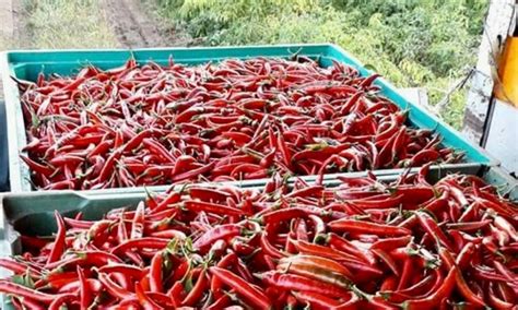 Sua Maest Il Peperoncino Il Simbolo Di Una Terra Di Fuoco E Passione