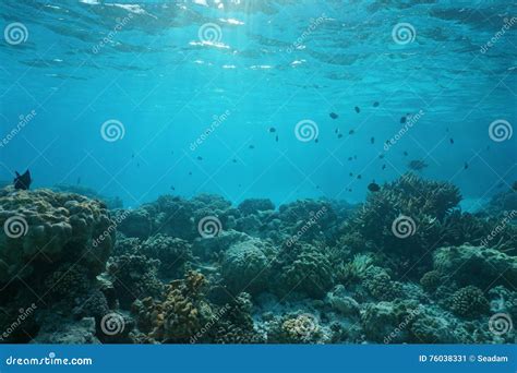 Shallow Ocean Floor with Coral Reef and Fish Stock Image - Image of ...