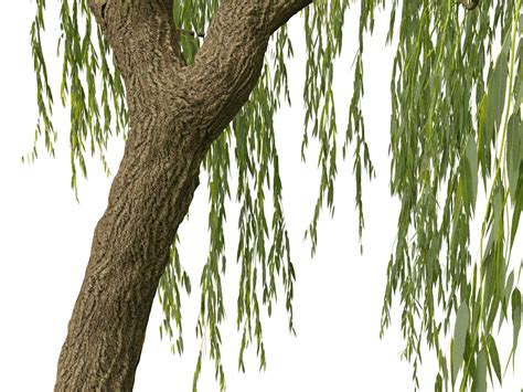 D Salix Babylonica Weeping Willow Model Turbosquid