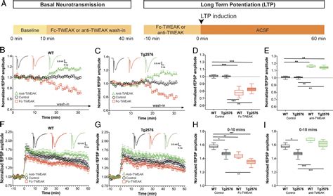 Developmental Synaptic Regulator Tweak Fn Signaling Is A