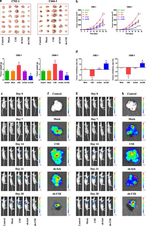 Effects Of CSE On NPC Xenograft Tumor Growth In Nude Mice A