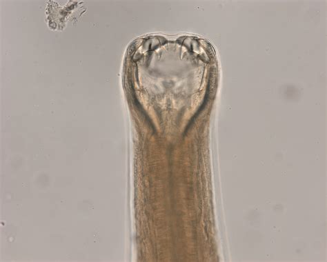 56 Best of Ancylostoma Caninum Prepatent Period - insectza