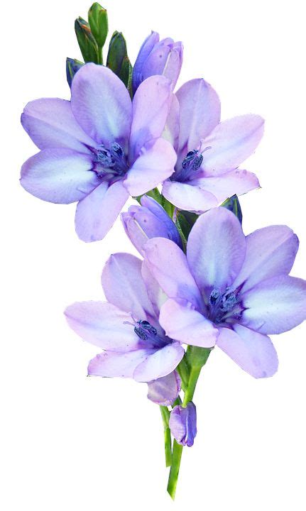 Three Purple Flowers With Green Stems On A White Background