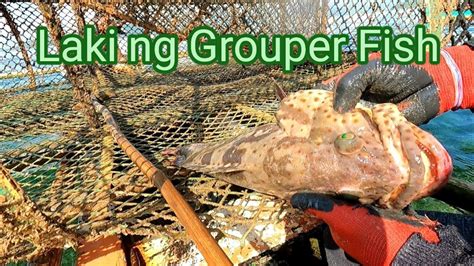 Grouper Fish L Bobo Fishing 13 Part 2 L Fish Trap YouTube