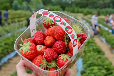 Best Strawberry Picking In Suffolk 2024