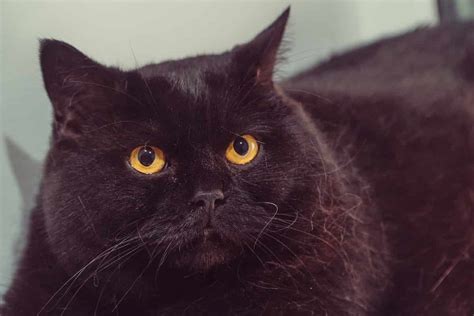 Why Are Black Cats Called Void – The Weird Reasons Surrounding It! – FAQcats.com