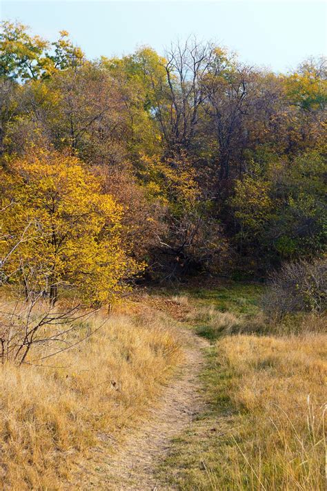 Wald Orange Herbst Kostenloses Foto Auf Pixabay Pixabay