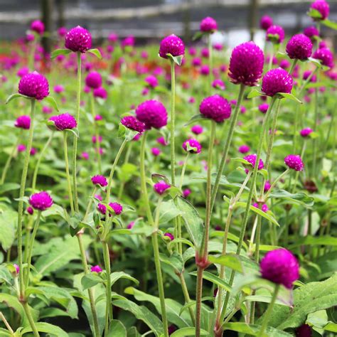 Product- Gomphrena Purple | Pinder's Nursery