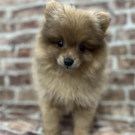 Pomeranian Puppy Tan ID:226 Located at Petland Memphis, TN