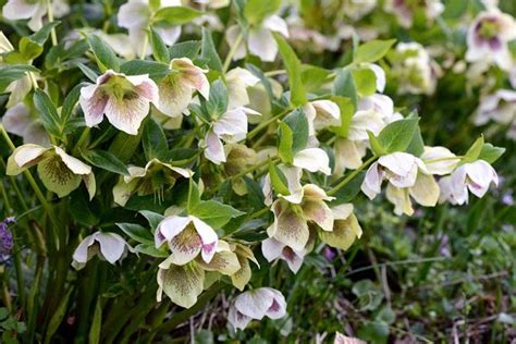 How To Plant And Grow Hellebores Gardeners Path