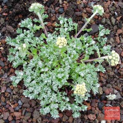 Полынь (Artemisia) — описание, выращивание, фото | на LePlants.ru