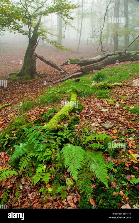 Comunes De haya Fagus sylvatica fractura del árbol en otoño bosque