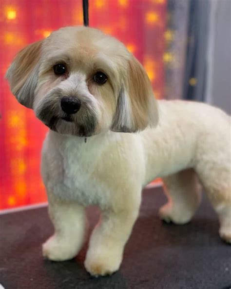 31 Best Havanese Haircuts With Pictures! (2024 Updated)