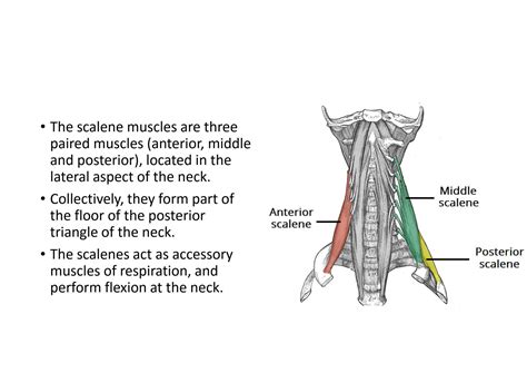 Solution The Scalene Muscles Studypool