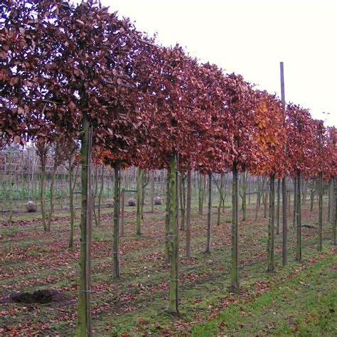 Pleached Beech Trees | Pleached Beech Hedging | Ornamental Trees