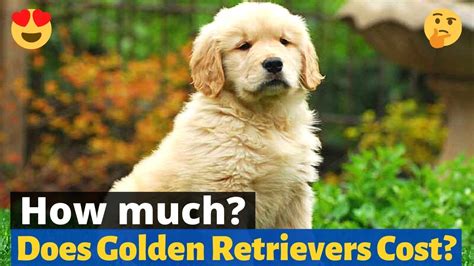 Compreender O Custo De Um Golden Retriever Factores A Considerar