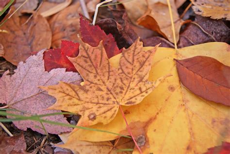 Autumn Porn