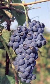 Aglianico Grape Varietal Definition | Red Wine