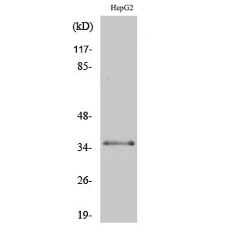 Anti Cebp Beta Cebpb Antibody Rabbit Anti Human Polyclonal Lsbio