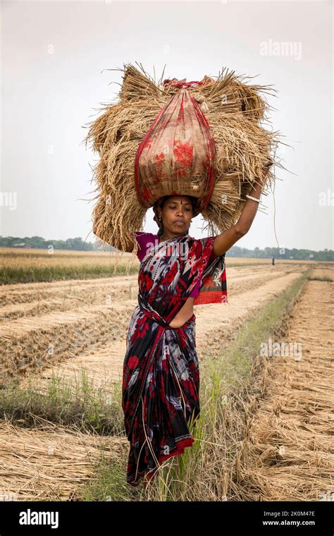 Riziculteurs Récoltant Du Riz Près De Shyamnagar Les Habitants Des