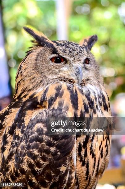 Winged Disc Photos And Premium High Res Pictures Getty Images