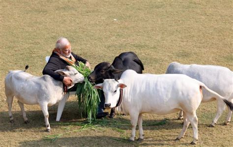 Prime Minister Modi Celebrates Makar Sankranti By Feeding Fodder To