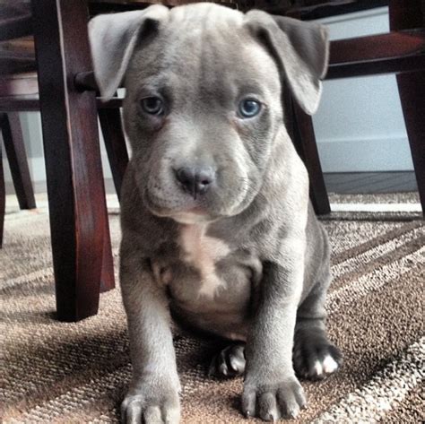 20+ Blue pitbull puppies ideas