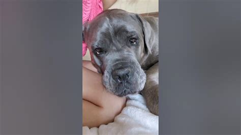 My Cane Corso Puppy Refuses To Get Out Of Bed In The Mornings