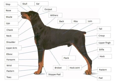 Dog Story: Dog Anatomy