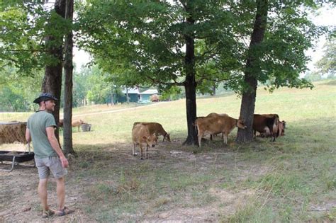 Jersey-Cows - Farm-to-Consumer Legal Defense Fund