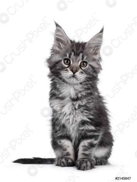 Silver tabby Maine Coon kitten on white - stock photo 2145847 | Crushpixel