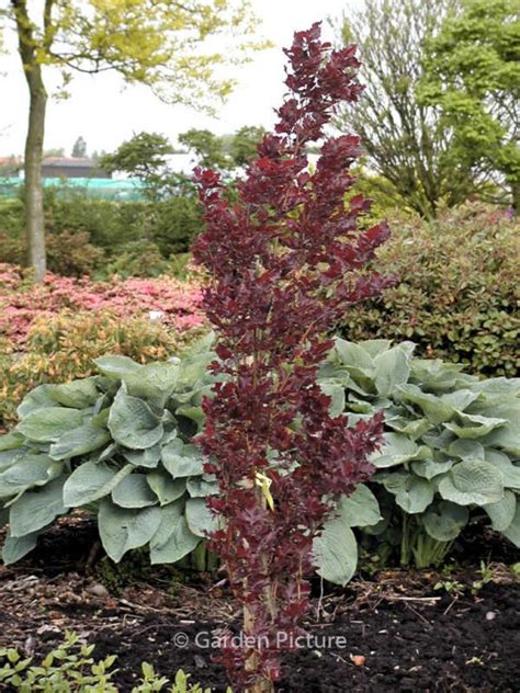 Fagus Sylvatica Rohan Obelisk Plantentuin Esveld