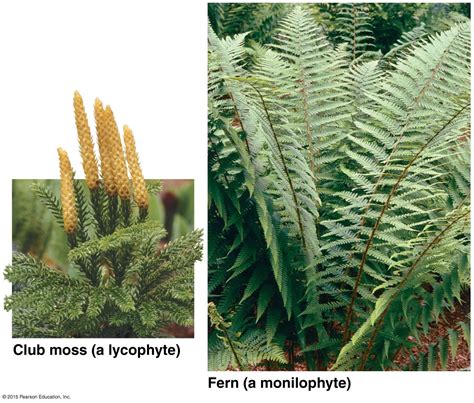 Types Of Seedless Vascular Plants