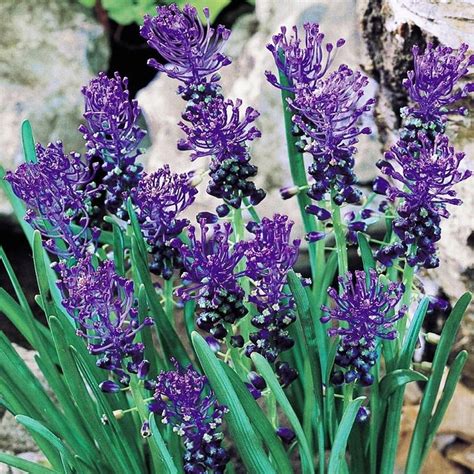 Muscari Szafirek Comosum Szt Szafirki Cebulki Benex Sklep Empik