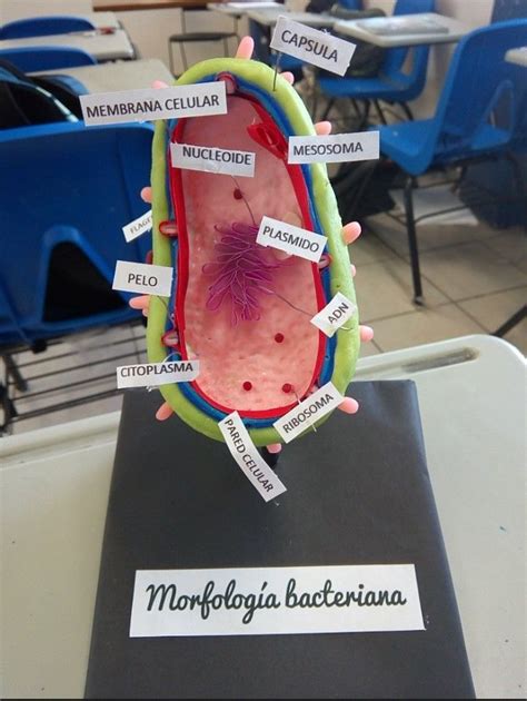 Maqueta Morfologia Bacteriana Maquetas De Celulas Celulas Bacterianas Dibujos De Celulas